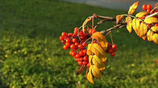 : Bright red round berry clusters hang from thin brown twigs alongside golden-yellow autumn leaves, soft green grass forms gentle blurred background
