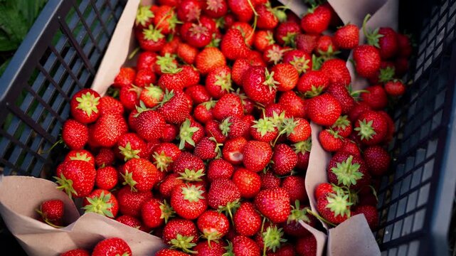 View of freshly picked red strawberries in a black plastic crate lined with brown paper in Jelgava, Latvia.