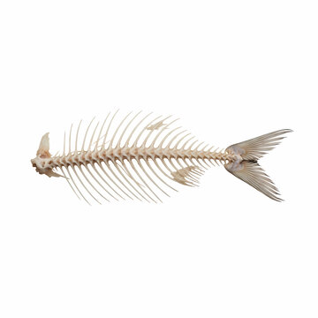 Educational biological specimen display of a dried fish skeleton showcasing the natural structure of vertebrae and fins for scientific study research projects and anatomy lessons in schools and