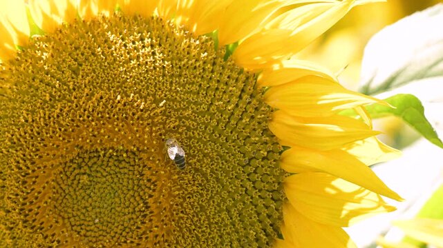 Honey bee collecting nectar on a large bright yellow sunflower on a sunny day. Macro shot of a bee on a sunflower head embodying productivity natural harmony and the cycle of life