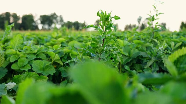 View of a lush green strawberry field with vibrant leaves and thistle plant weeds, and blurred trees in the background under soft daylight in Jelgava, Latvia.
