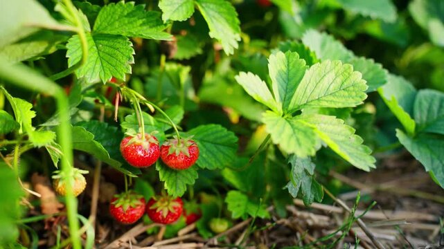 View of ripe red strawberries growing on a lush green plant in a field in Jelgava, Latvia.