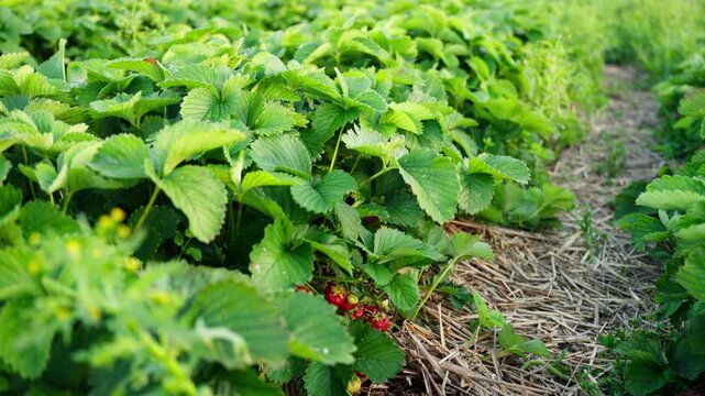 View of lush green strawberry plants growing in rows with straw mulch in a field in Jelgava, Latvia.