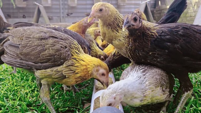 Young chickens with varied plumage eating from a long trough on green grass in a rural farm environment.
