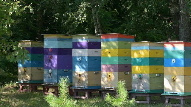Bright colorful beehives in a forest apiary on a sunny summer day. Wooden bee houses among trees symbolizing ecological honey production and sustainable development