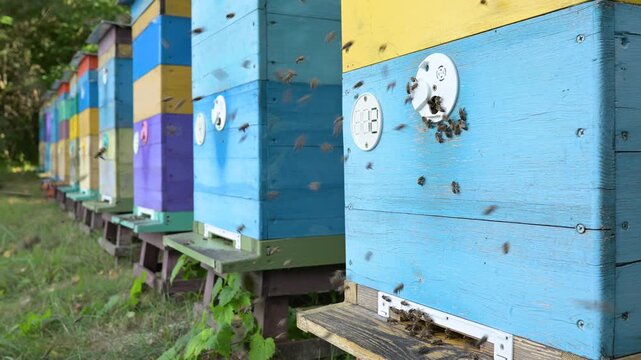 Active movement of bees near the entrances of colorful wooden hives in an apiary. Honey bees flying intensively near a blue beehive embodying hard work energy and successful harvesting