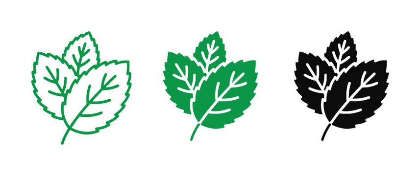 Herbal  botanical icon set featuring three fresh mint or peppermint leaves, representing fresh flavor, natural herbs, organic ingredients, herbal tea, menthol freshness, aromatherapy, and eco.