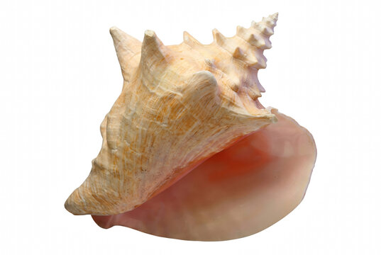 Large Queen Conch seashell with textured exterior and pearly pink interior