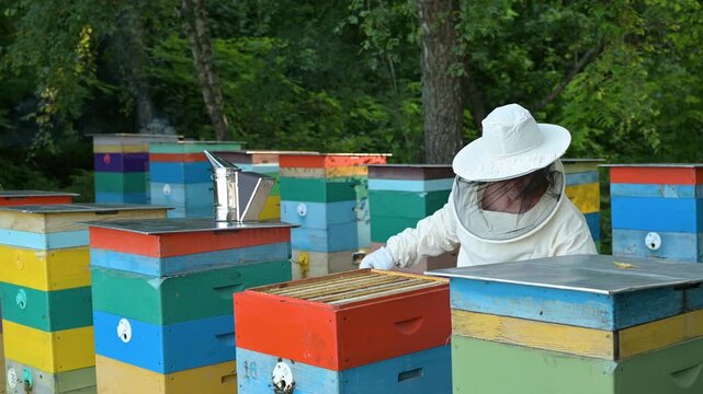 Experienced beekeeper removing a honeycomb frame with bees for inspection. Man in protective gear checking a beehive in the forest embodying beekeeping traditions and professional mastery