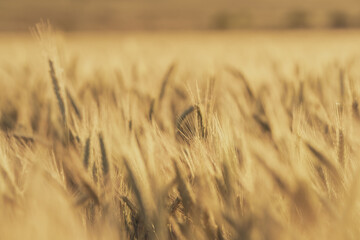 Obraz premium Golden Barley Field in Warm Soft Focus