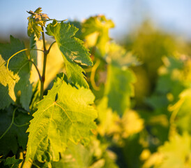 Obraz premium Golden Grapevine Leaves in Vineyard Close-Up