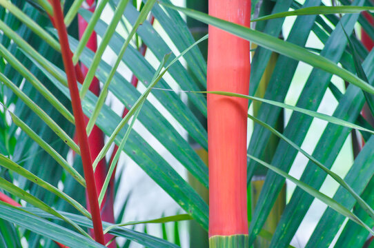 Cyrtostachys renda Blume, Cyrtostachys renda palm or  Cyrtostachys Renda Red Wax or Lipstick Palm or Maharajah Palm or ARECACEAE or red plant