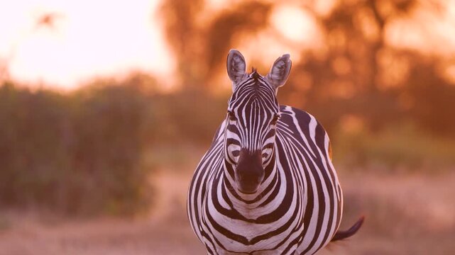 View of a zebra standing in the savanna of Amboseli National Park during golden hour in Kajiado County, Kenya.