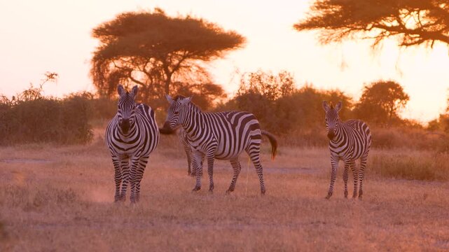 View of zebras walking through the savanna at sunset in Amboseli National Park, Kajiado County, Kenya.
