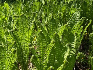 Green fern leaves Matteuccia struthiopteris Ostrich fern plant © OLENA LIALINA