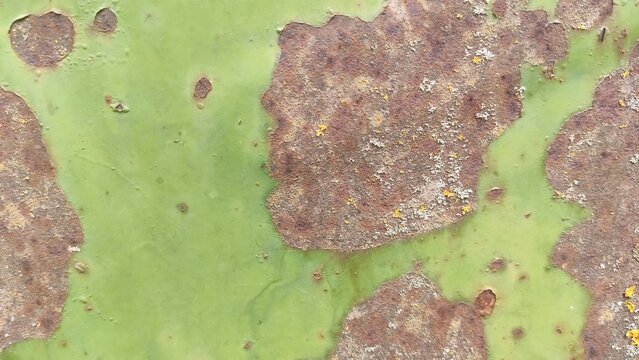 Oxidized Painted Iron Flaking green surface revealing brown corrosion underneath for industrial decay textures grunge backgrounds and vintage mechanical layouts