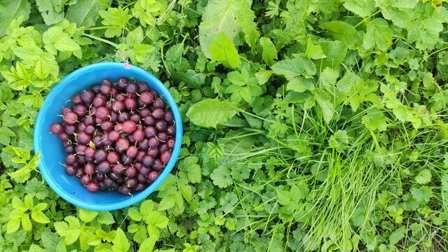 Harvested Berry Bowl Blue plastic basin filled with purple gooseberries sitting on lawn for summer picnic concepts vegan recipes and local market ads