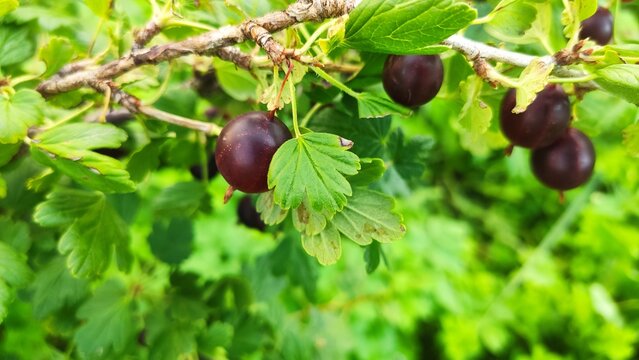 Macro Ribes Uva-Crispa Close up of purple fruits on a branch for botany textbooks dietary nutrition articles and healthy lifestyle banners