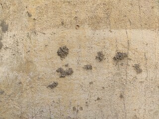 Dotted Stucco Wall Beige roughcast surface interrupted by small aligned dark cavities for architectural repair advertisements industrial textures and abstract graphic backdrops © Tapasii