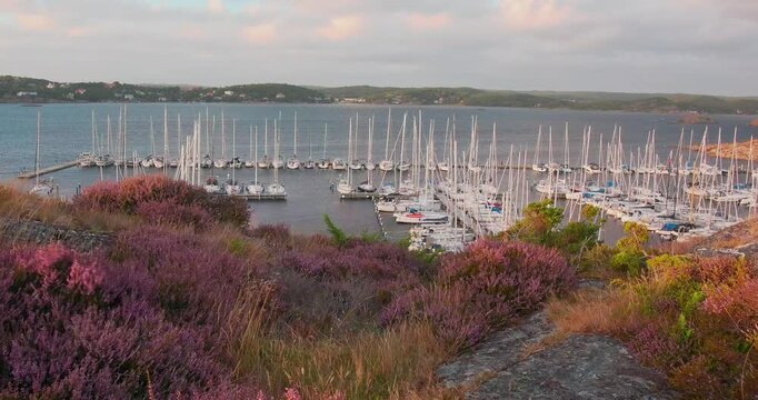 View of Sando hamn with numerous sailboats moored in the marina, surrounded by rocky terrain covered in blooming purple heather in Vallda, Hallands lan, Sweden.