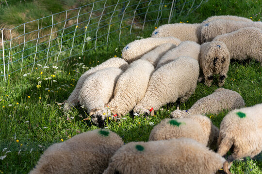 Valais blacknose sheep flock grazing fresh green grass on a sunny hillside