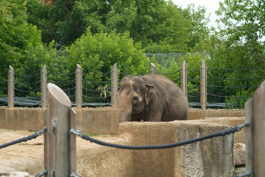 Asian elephant is positioned inside a zoo enclosure, with stone barriers and lush greenery surrounding it, wooden posts and ropes in the background