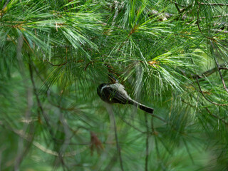 a black capped chickadee in a pine © E.E.Tremper