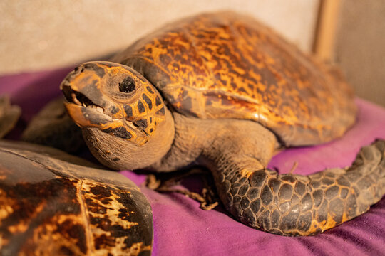 Close-Up of Taxidermy Sea Turtle Head with Tortoiseshell Pattern