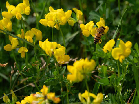 honey bee on a narrow leaf birds foot