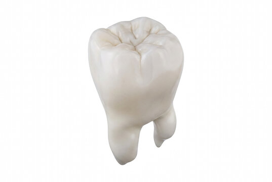 Detailed View of a Single Human Molar Tooth