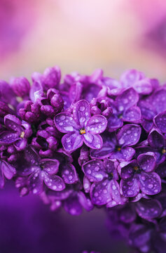 Five petal lilac flower with raindrops, dreamy macro photo of purple common lilac (Syringa vulgaris) with shallow depth of field and soft bokeh