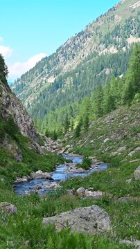 Picturesque mountain stream winding through a lush green alpine valley during a sunny summer day, surrounded by verdant slopes, rocks, and pine trees under a clear blue sky