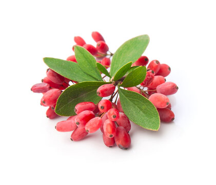 Barberry twig