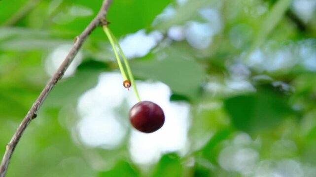 A woman picks ripe cherries from a tree in a garden during the summer. Horizontal video