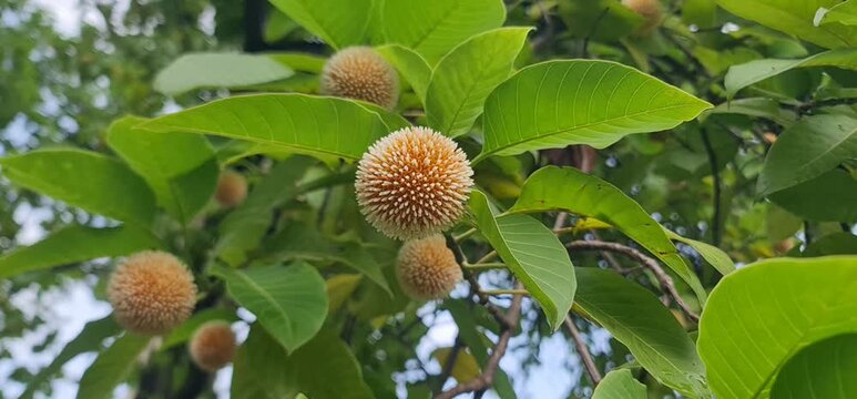 Round Golden Kadamba Blossoms Hanging Among Dense Foliage 