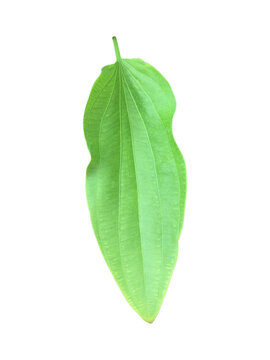 Isolated echinodorus cordifolius leaf with clipping paths.