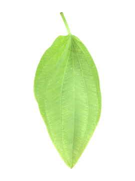 Isolated echinodorus cordifolius leaf with clipping paths.