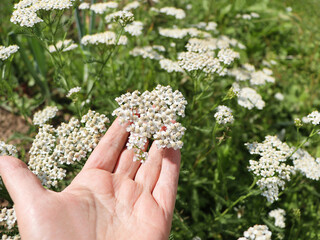 Hand Holding White Yarrow Flowers in Meadow © vaivirga