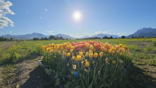 View of Campo de Tulipanes with vibrant yellow and orange tulips blooming under a bright sun, set against a backdrop of distant mountains in Trevelin, Chubut Province, Argentina.