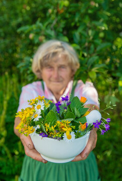 Medicinal herbs in a meadow. Selective focus.