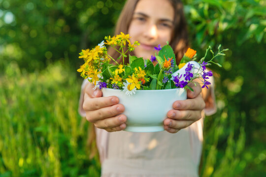 Medicinal herbs in a meadow. Selective focus.