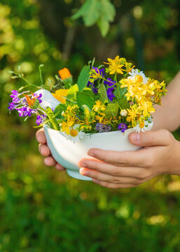 Medicinal herbs in a meadow. Selective focus.