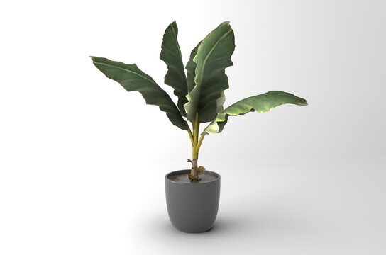 Realistic potted banana plant isolated on a white background, ideal for interior design, home decor, tropical styling, landscaping, and botanical projects.
