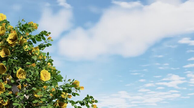 4K view of a blooming yellow flowering tree against a bright blue sky, ideal for spring, nature, gardens, landscapes, botanical themes, and seasonal background content.