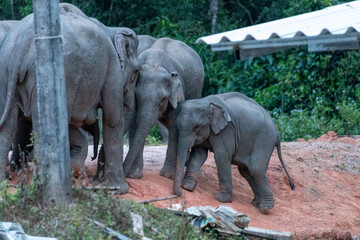 Fototapeta premium A group of Asian elephants including a young calf standing on a dirt path near a tropical forest edge