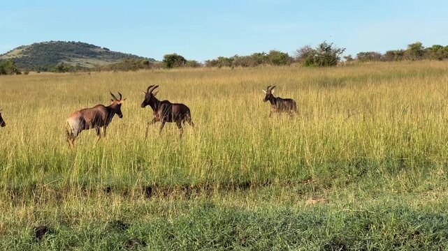 Wildlife running in the Masai Mara National Park Kenya