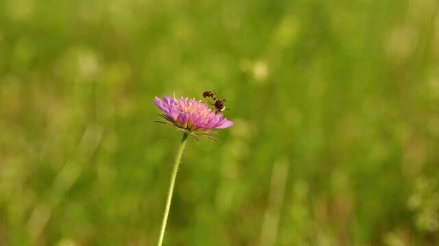 A thick-legged hoverfly collects pollen on a field scabious flower swaying in the breeze in a sunlit summer meadow.
