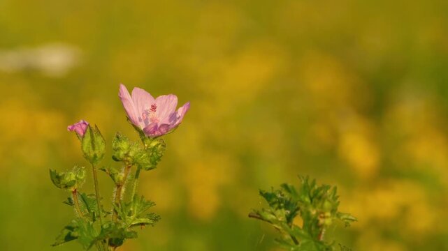 A delicate musk mallow flower sways in a light breeze during golden hour, glowing in warm evening sunlight against a soft wildflower meadow background.