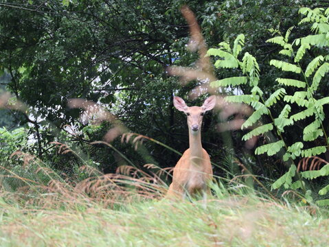 White-Tailed Doe Standing Alert at Forest Edge