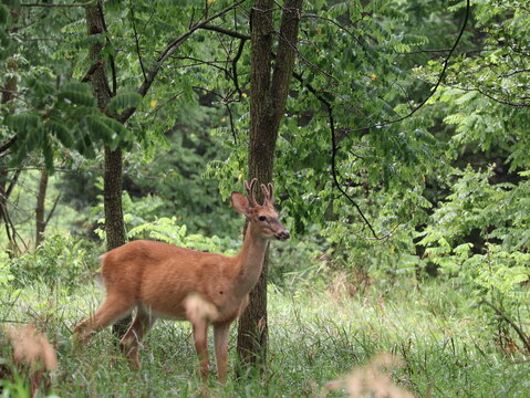 White-Tailed Buck with Velvet Antlers Among Trees